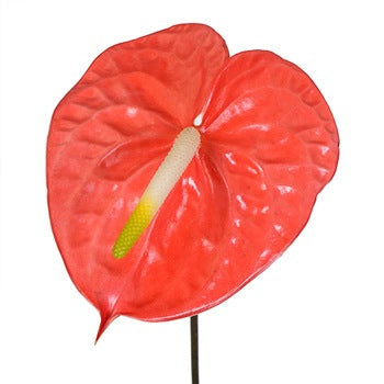 Anthurium Coral Dream Tropical Flower