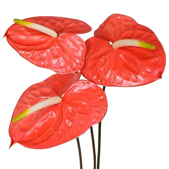 Anthurium Coral Dream Tropical Flower