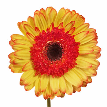Mini Oopsie Gerber Daisies