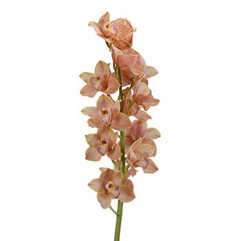 Rose Gold Cymbidium Orchid