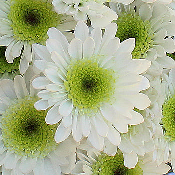 Apple Crisp Green Flower