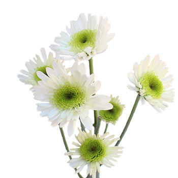 Apple Crisp Green Flower