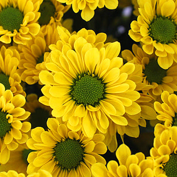 Yellow Micro Pom Flower
