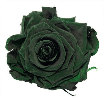 Preserved Olive Green Rose