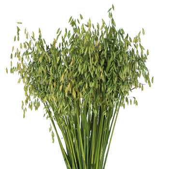 Wholesale Oat Greens