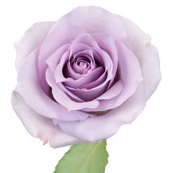 Lavender Ocean Sweetheart Roses