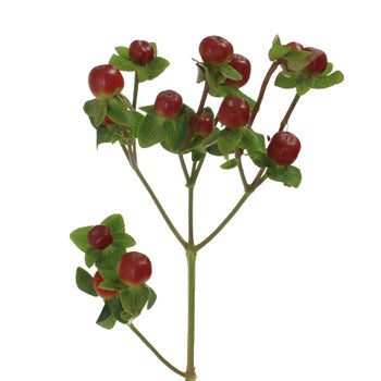 Antique Burgundy Designer Hypericum Berries