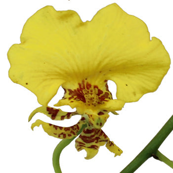 Oncidium Orchids Yellow Flower