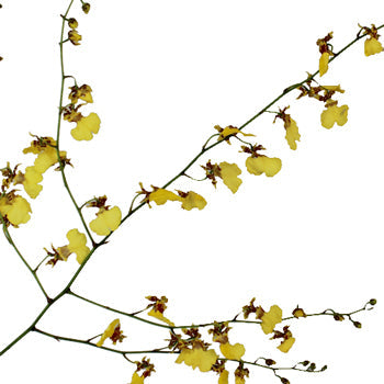 Oncidium Orchids Yellow Flower