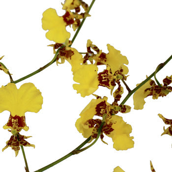 Oncidium Orchids Yellow Flower