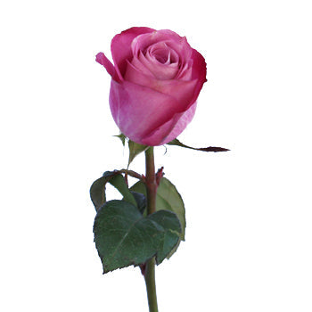 Purpleberry Fresh Cut Rose