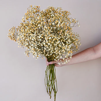 Orange Airbrushed Baby's Breath