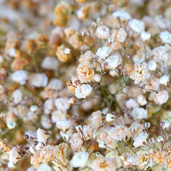 Orange Airbrushed Baby's Breath