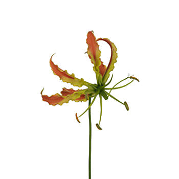 Orange Gloriosa Lilies