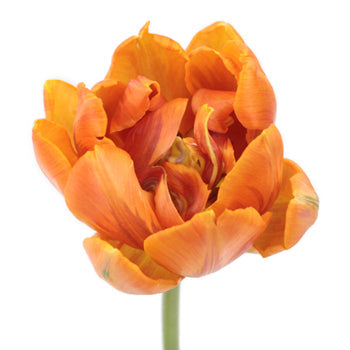 Mandarin Bliss Double Tulip