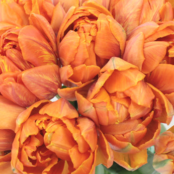 Mandarin Bliss Double Tulip