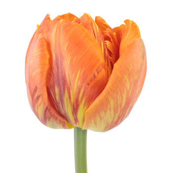 Mandarin Bliss Double Tulip