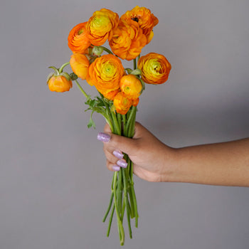 Save the Ranunculus Wild Flowers