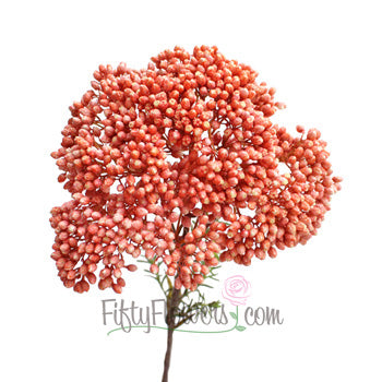 Orange Tinted Rice Flower