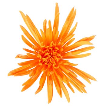 Orange Crush Airbrushed Spider Mum