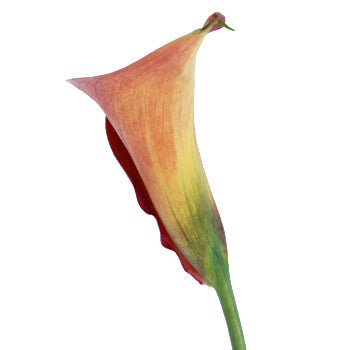 Blood Orange Mini Calla Lily