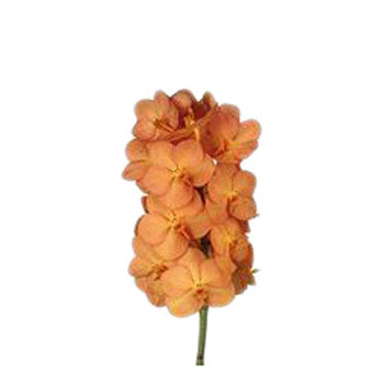 Vanda Orchids Orange Magic