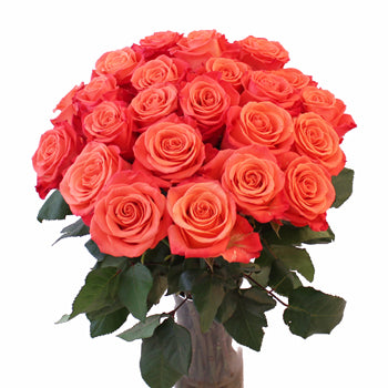 Orange Crush Rose