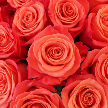 Orange Crush Rose