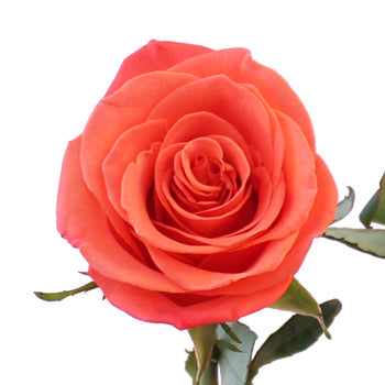 Orange Crush Rose