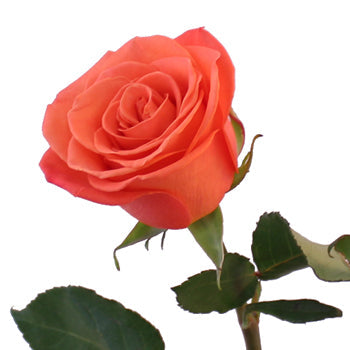 Orange Crush Rose