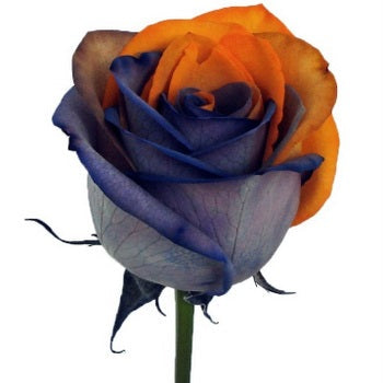 Halloween Rainbow Roses Orange and Black