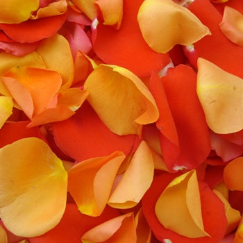 Orange Rose Petals Real