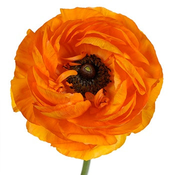 Orange Crush Ranunculus