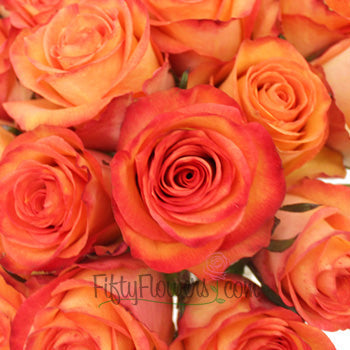 Orange Sunset Fidji Roses up close