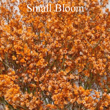 Orange Airbrushed Baby's Breath