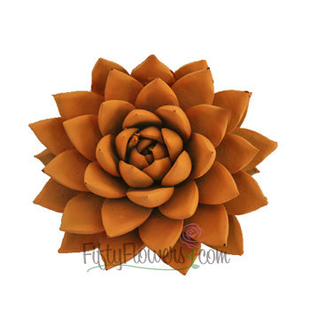 Tangerine Enhanced Succulent Flower