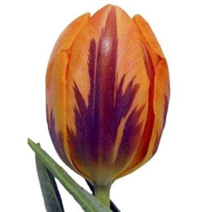 Orange with Purple Standard Tulip