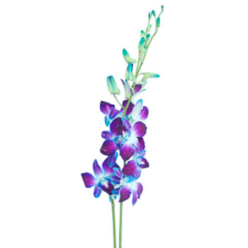 Tie Dye Dendrobium Orchids Express Delivery