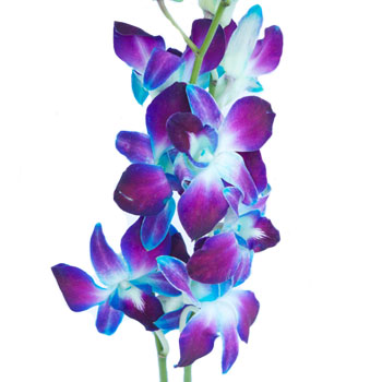 Tie Dye Dendrobium Orchids Express Delivery