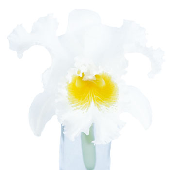 Cattleya White Orchid