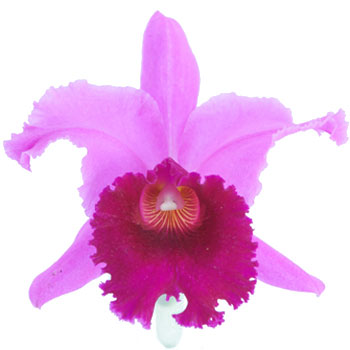 Cattleya Lavender Orchid