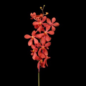 Red Aranda Orchids Flower