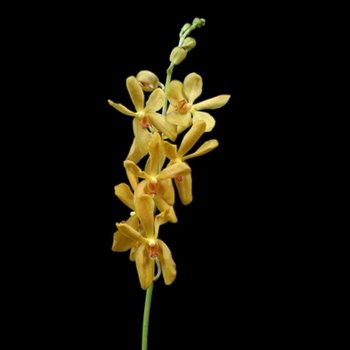 Yellow Aranda Orchids Flower