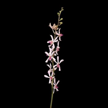 White and Pink Aranthera Orchid Flower