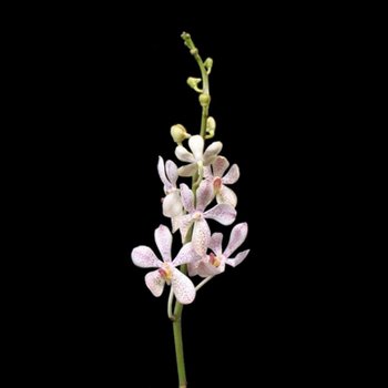 White and Pink Aranda Orchids
