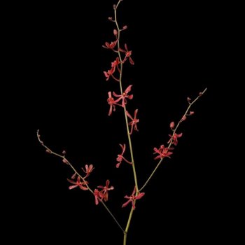 James Storie Red Aranthera Orchids