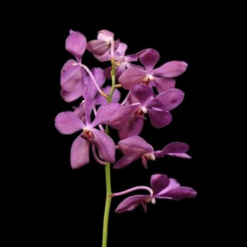 Purple Wholesale Aranda Orchids