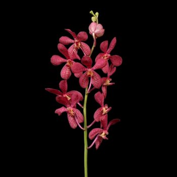 Robin Mokara Orchids Red Flower