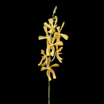 Yellow Aranthera Bulk Orchids