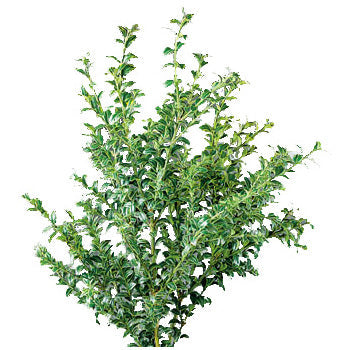 Wholesale greenery Oregonia filler flowers sold near me